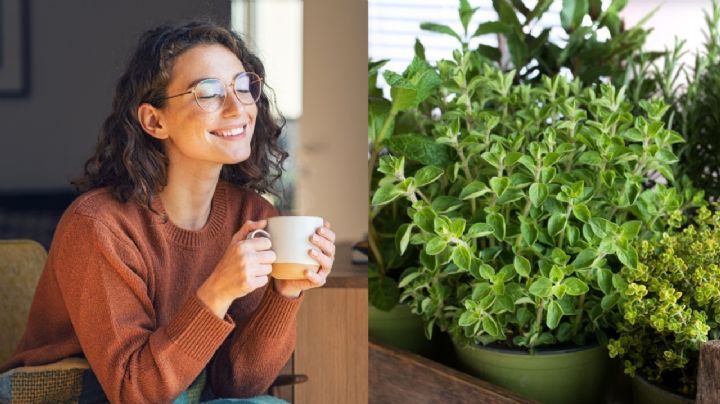 Plantas aromáticas: 3 variedades que te ayudarán a mejorar tu estado de ánimo