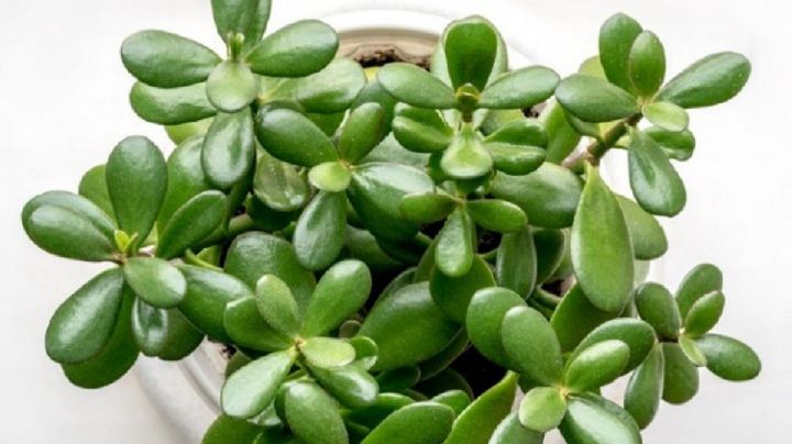 Crassula ovata: beneficios científicamente comprobados de tener un árbol de jade en el hogar