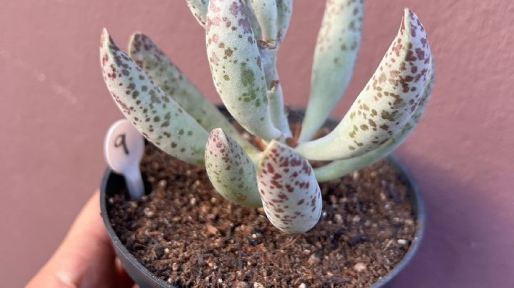 Adromischus filicaulis, características de una suculenta atractiva, resistente y poco conocida