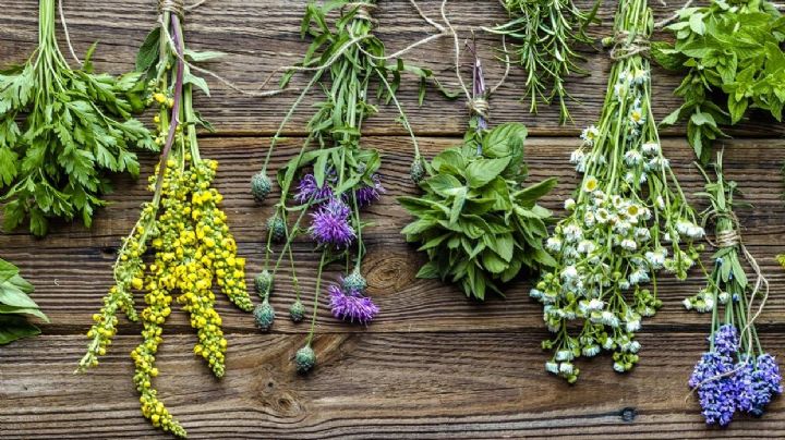 7 plantas medicinales que puedes tener en el jardín y que todos deberían conocer