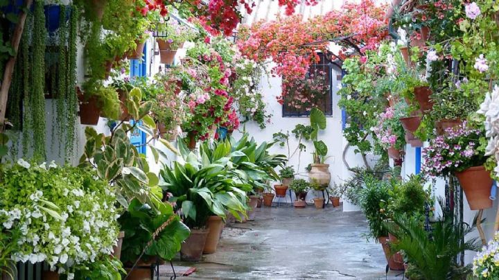 3 plantas con flores coloridas para darle vida a un patio pequeño con luz solar indirecta