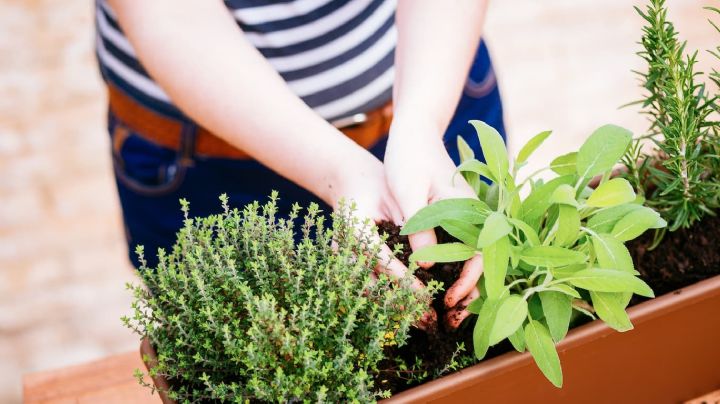 Multiplica tus plantas aromáticas en maceta con esta simple guía paso a paso