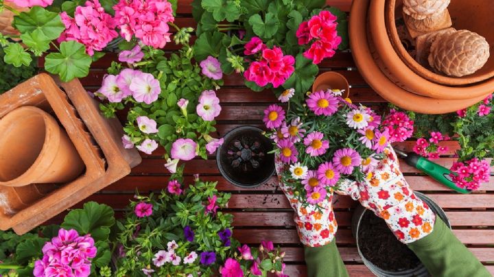 8 plantas que te ayudarán a mantener un jardín floreado y vistoso a pesar del sol y la sequía