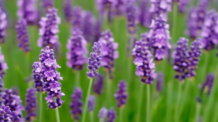 7 razones espirituales por las que deberías incorporar una planta de lavanda en casa