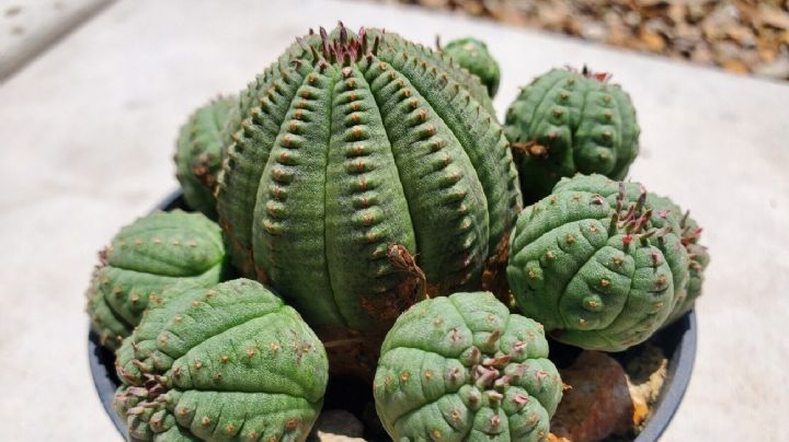 Euphorbia obesa, guía de cuidados de una suculenta enana parecida a una pelota o una piedra