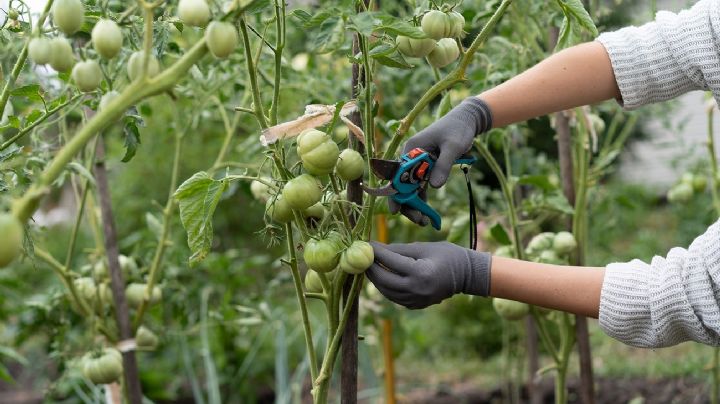 Secretos del jardinero: Cómo podar las plantas de tomate para que brinden más y mejores frutos