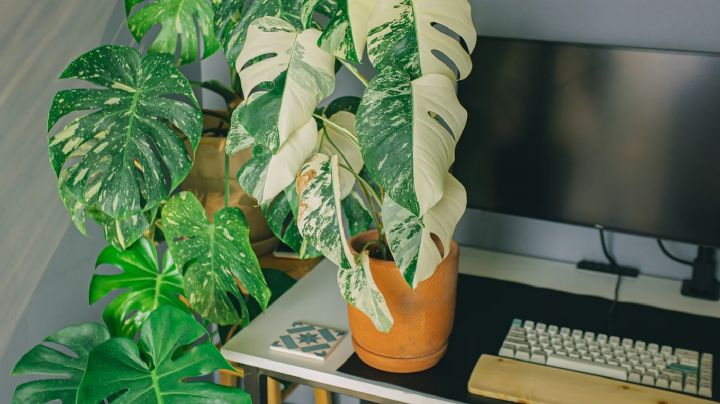 5 plantas con hoja variegadas que son ideales para decorar el hogar