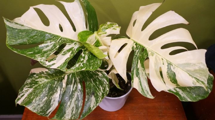 Monstera albo variegata, la planta trepadora de hojas perennes más deseada por los cibernautas