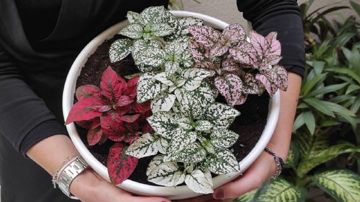 Hypoestes Phyllostachya, la planta de hojas verdes, rosas o blancas  ideal para tener en casa