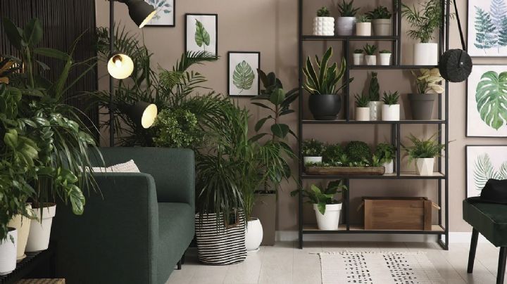 5 plantas de interior que con pocos cuidados te acompañarán toda la vida