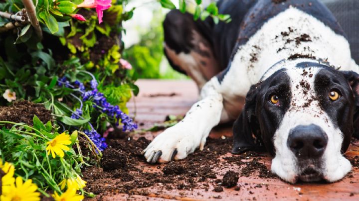 4 plantas que tienen el poder de alejar las pulgas y garrapatas del jardín