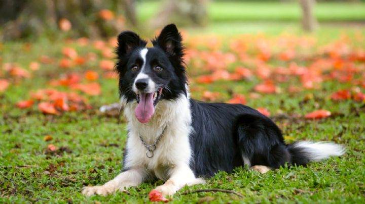 Estas 3 razas de perro aprenden fácilmente