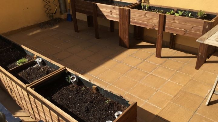 Huerta urbana: 5 vegetales que puedes cultivar a la sombra y 3 trucos para llevarlo a cabo