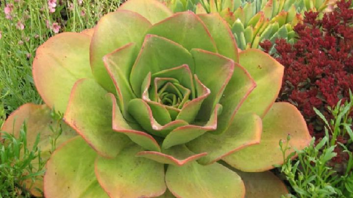 Aeonium Nobile, características de una suculenta de hermosas flores rojas