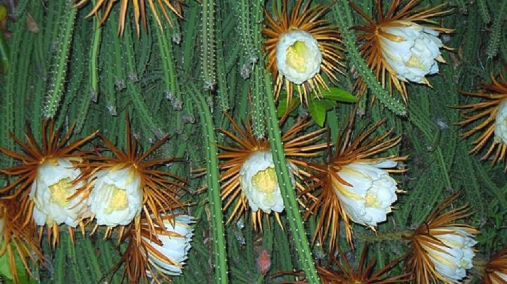 Selenicereus grandiflorus, la curiosa planta que florece una sola noche al año