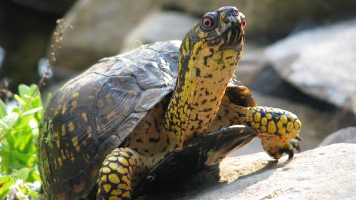 Feng Shui: Cuál es el significado espiritual de las tortugas