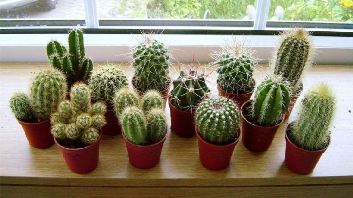 Cactus miniatura: cómo cultivarlos y cuidarlos para que crezcan sanos y fuertes