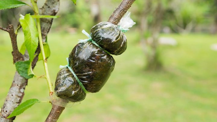 Un experto en jardinería cuenta cómo clonar plantas a través de la técnica de acodo aéreo