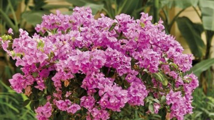 Bunganvilla, cuidados y propiedades medicinales de una hermosa planta trepadora con flores