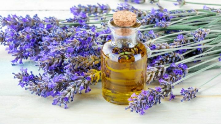 Manualidades: crea tu propio aceite esencial de lavanda con las plantas de tu jardín