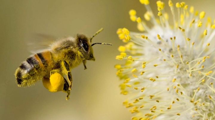 5 plantas con flores que pueden atraer a las abejas a tu jardín