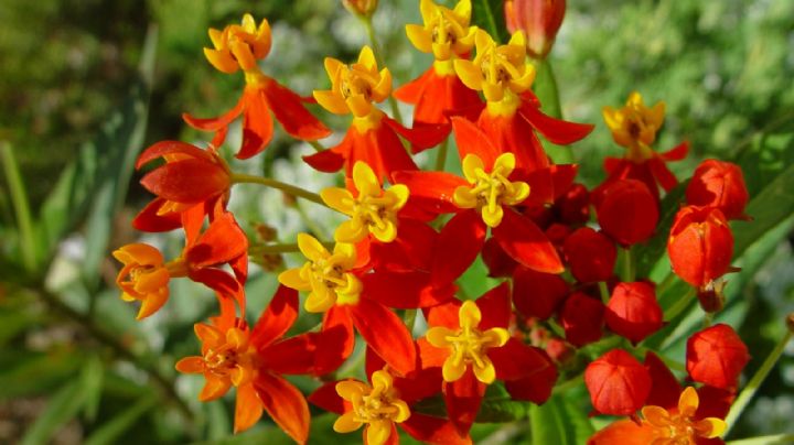 Dale vida y energía positiva a tu jardín con el poder de las flores amarillas y naranjas