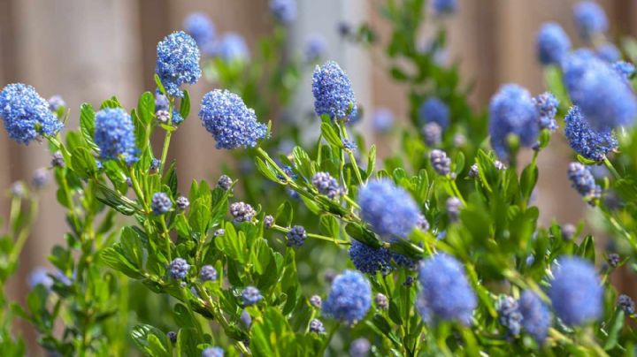 Lila de California, cuidados de una hermosa planta arbustiva con flores que atraerá vida a tu jardín