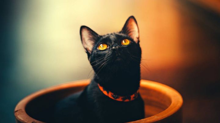 10 datos curiosos del gato negro: desde su origen, evolución genética y supersticiones