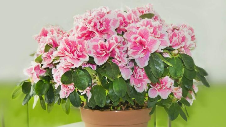 Azalea en maceta: guía de cuidados para que tu planta brinde sus mejores flores