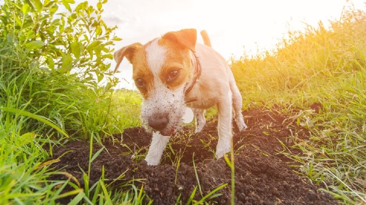 Descubre la razón por la que tu perro come tierra