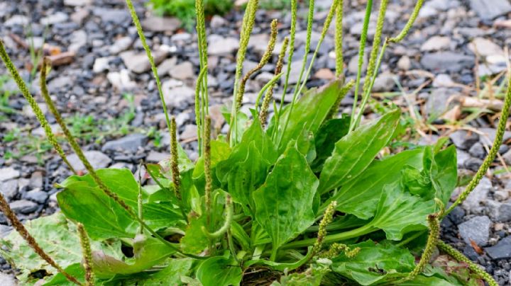 Llantén, una planta alimenticia y medicinal que crece como hierba mala