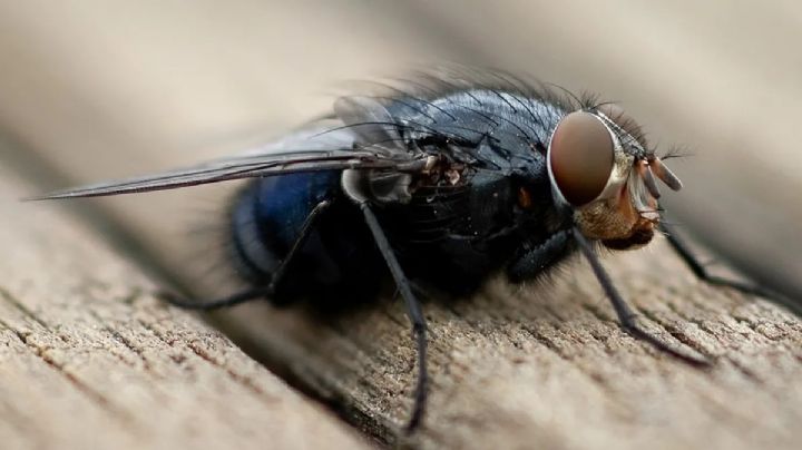 Qué significa que un moscardón negro entre frecuentemente a mi casa