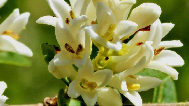 Osmanthus fragrans, características y cuidados de una planta de flores fragantes