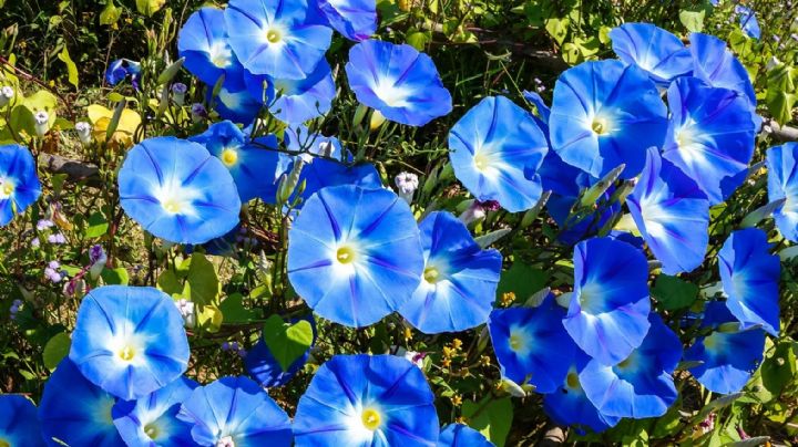 7 plantas con flores azules que son ideales para decorar jardines