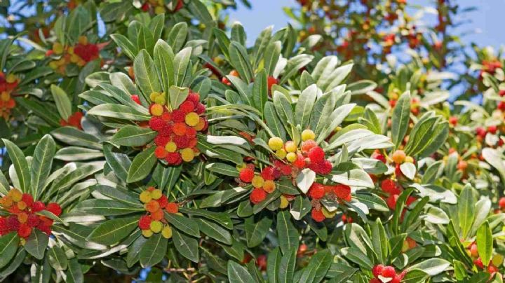 Arbutus unedo, el curioso arbusto al cual le crecen las flores junto con los frutos