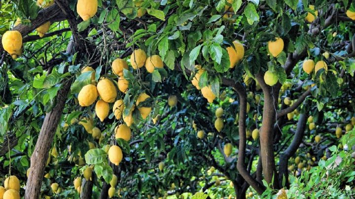 Cómo podar un limonero, trucos para que tu árbol crezca sano y produzca más limones cada año