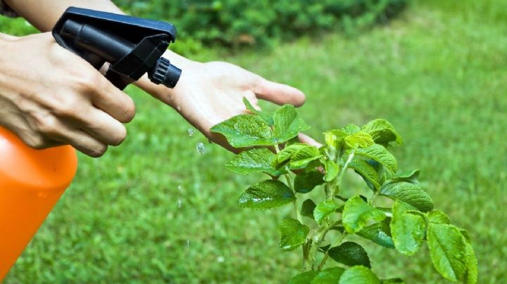 Erradica plagas de tus plantas con este insecticida casero y natural de 2 ingredientes