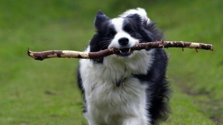 Descubre por qué razones tu perro siempre se come los palos de madera