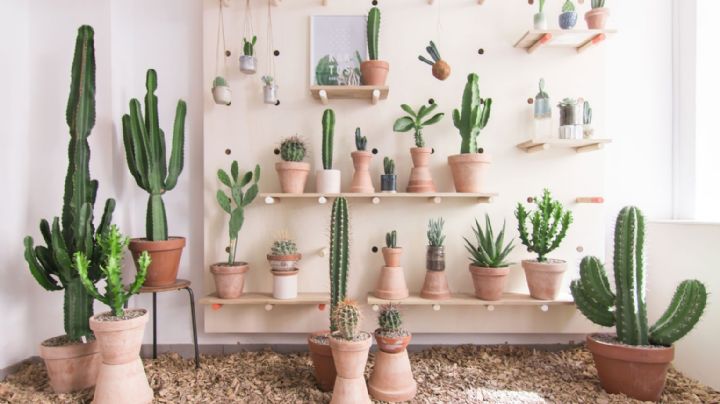 4 cactus que le darán alegría al interior de tu hogar y además son súper decorativos