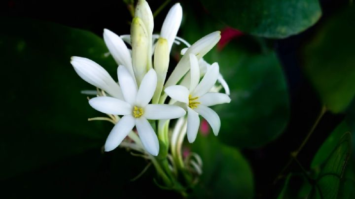 Polianthes tuberosa o Nardos, guía de cuidados de la valiosa planta ornamental que florece de noche