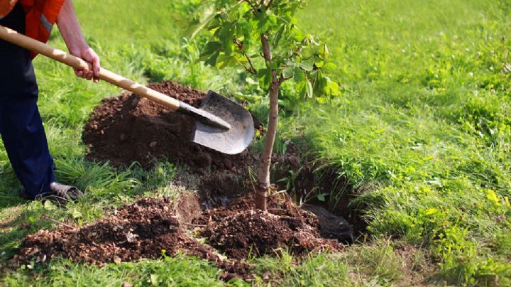 Aprende a plantar un árbol con esta técnica paso a paso