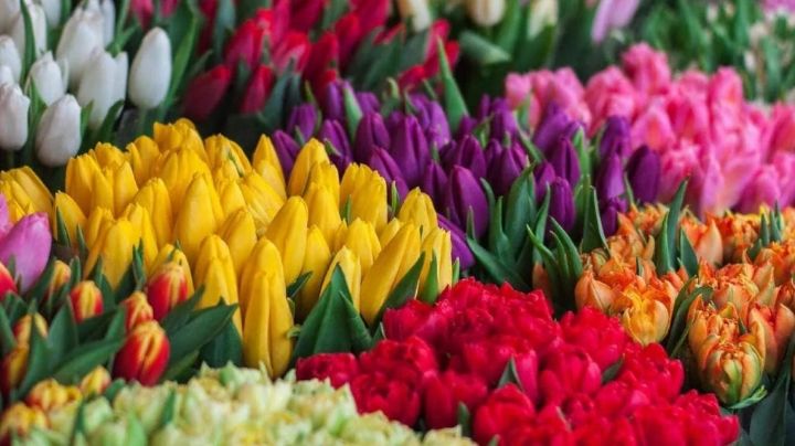 Regala las flores correctas conociendo el significado de sus colores