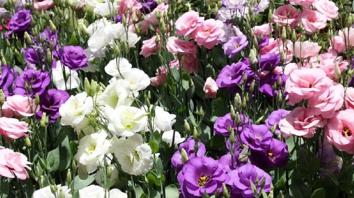 Secretos del Lisianthus: Cuidados y Belleza de las Flores conocidas como Rosas Japonesas