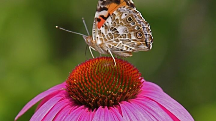 Echinacea purpurea, la encantadora planta con flores de dos niveles