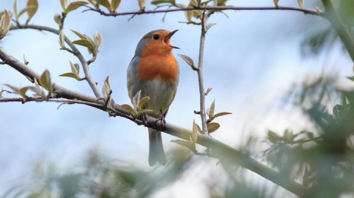 La ciencia te cuenta por qué los pájaros cantan más fuerte en algunas estaciones del año