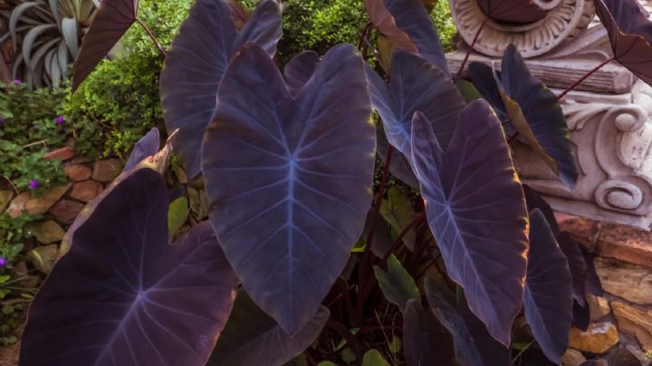 Colocasia Esculenta Black, guía de cuidados de la planta Oreja de elefante negro