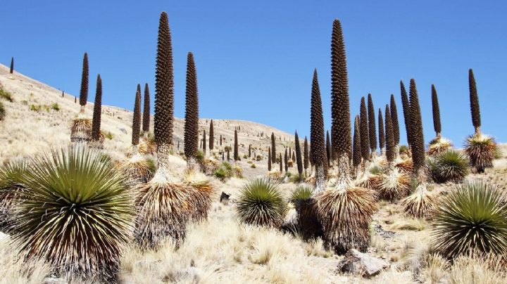 Puya raimondii, características, hábitat y usos de la planta que florece una vez cada 100 años