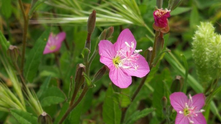 Oenothera rosea, la planta perenne valiosas propiedades medicinales que amarías tener en tu jardín