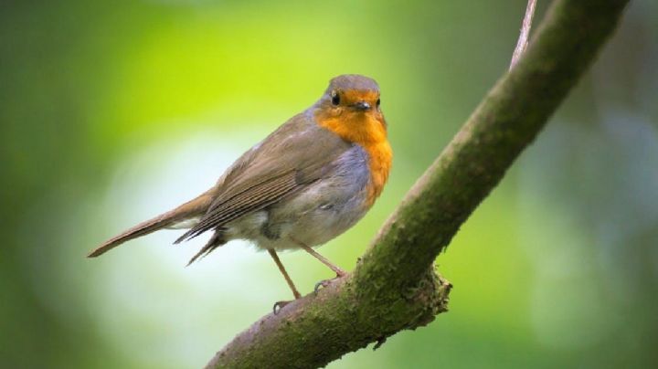 Descubre los beneficios de que las aves visiten tu jardín, 5 trucos infalibles para atraerlas