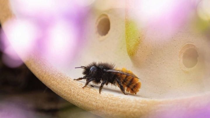 ¿Qué significa que una abeja visite tu hogar?